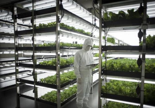 植物工厂 设施农业的最高级阶段，商业化之路的挑战与破局