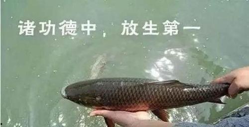 娱乐吃瓜酱放生鱼,一场爱心与自然的和谐交响